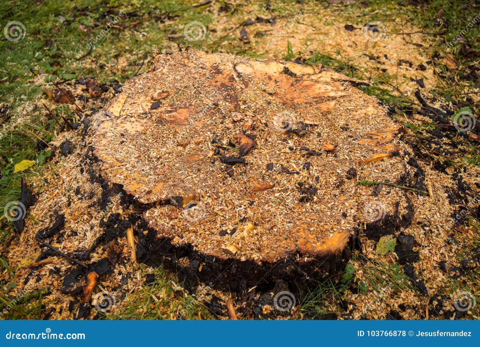 Tree Stump with Wood Chips Lying on it Stock Photo Image of removal