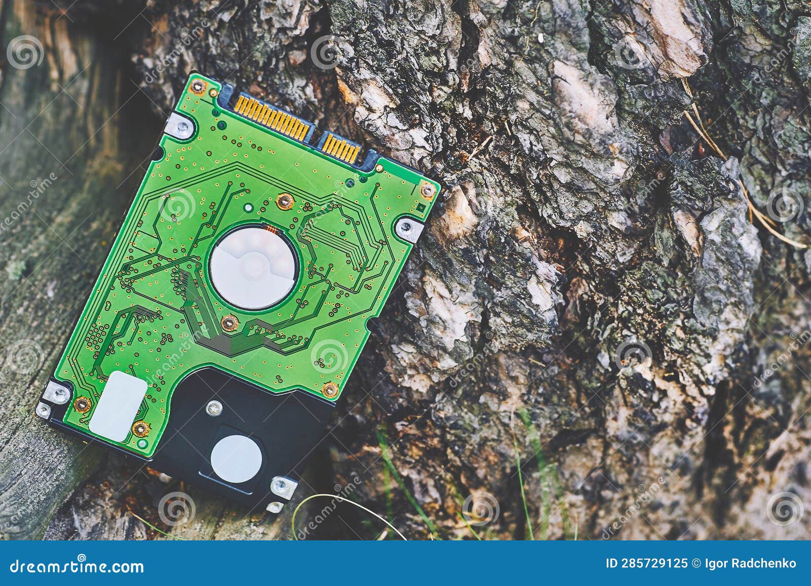 Internal Hard Drive for Storing Information on Wood Surface with Bark