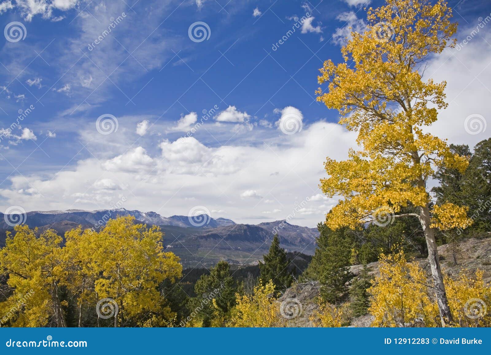 high country cottonwood aspen trees mountains