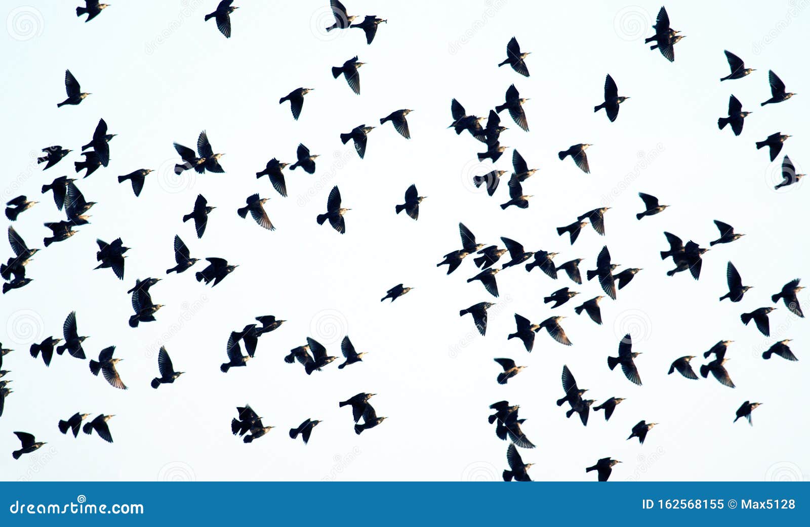 high degree of interaction among flying flock of starlings