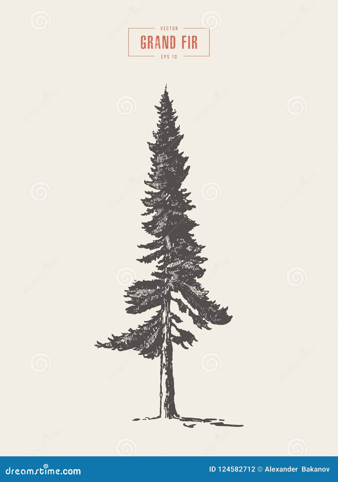high detail vintage grand fir tree, drawn, 