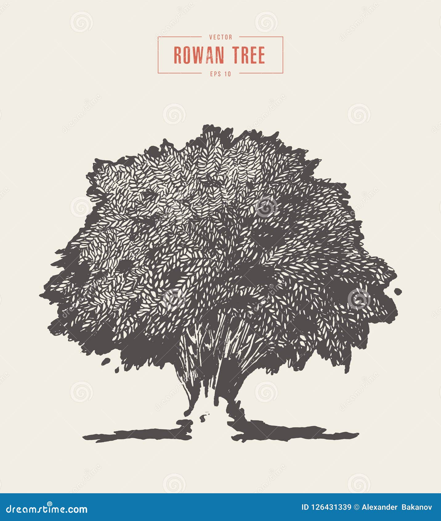 high detail vintage rowan tree, hand drawn, 