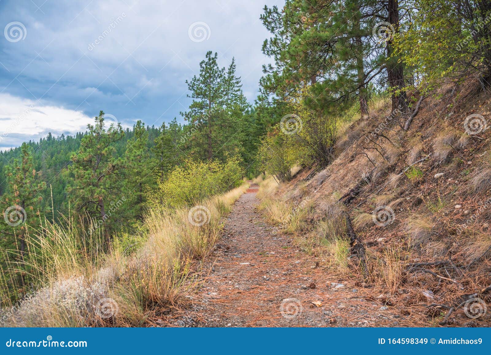 High Elevation Trail On Side Of Mountain, Through Pine ...
