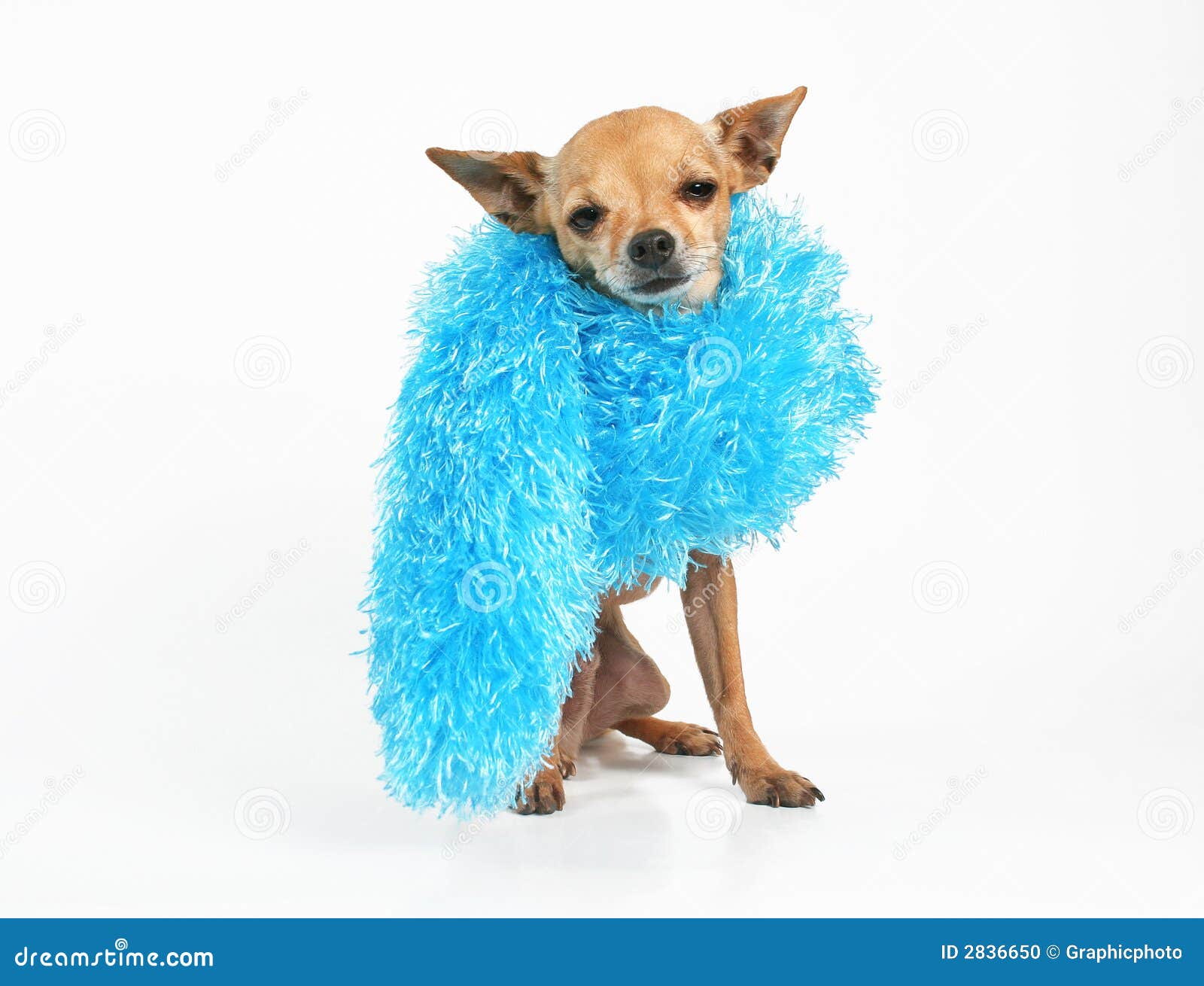 High fashion stock photo. Image of dogs, pedigree, canine 2836650