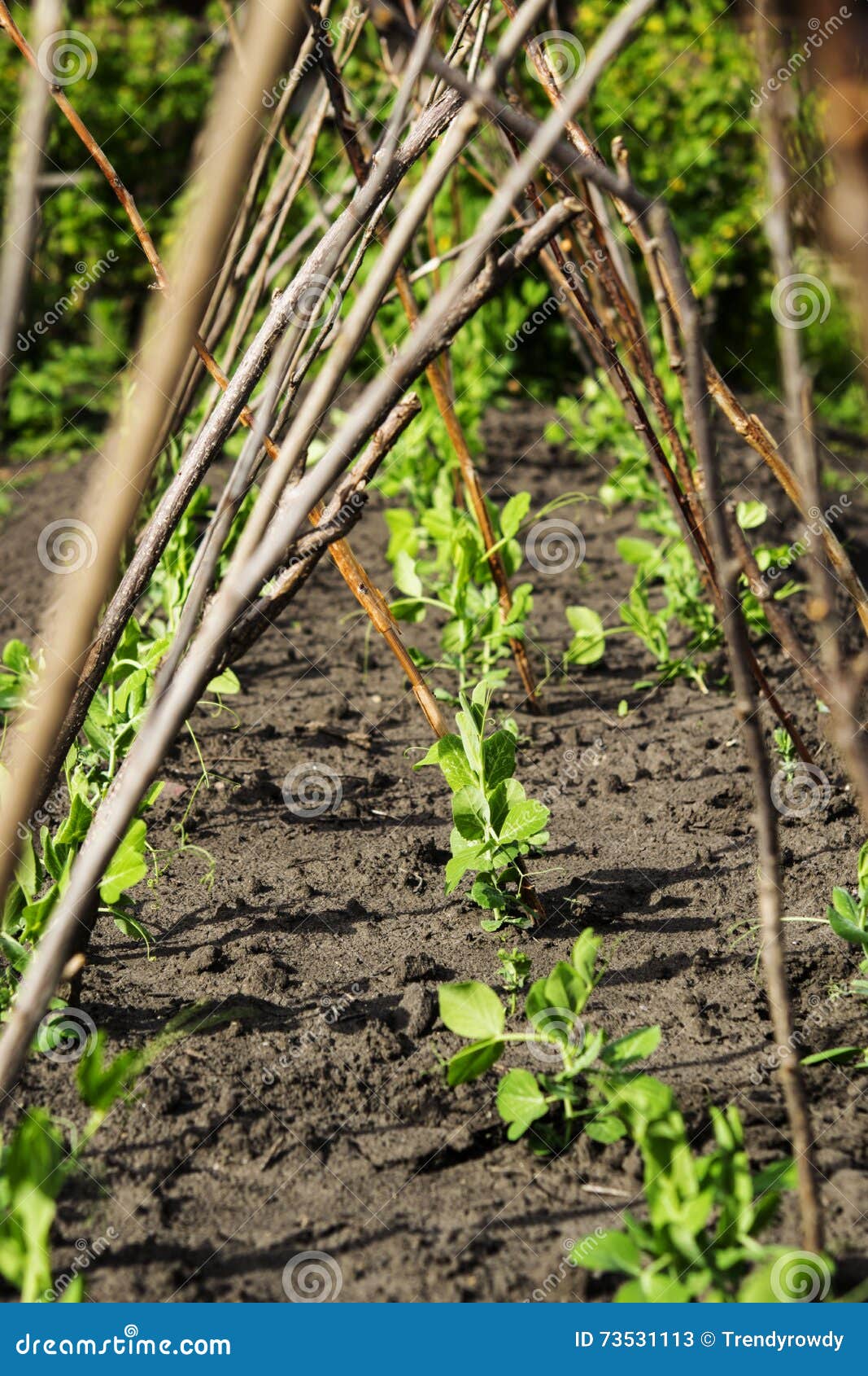 High Garden Bed With Trellis For Peas Stock Image Image Of