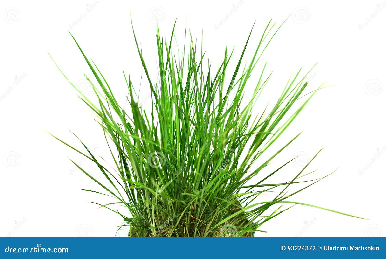 tall grass