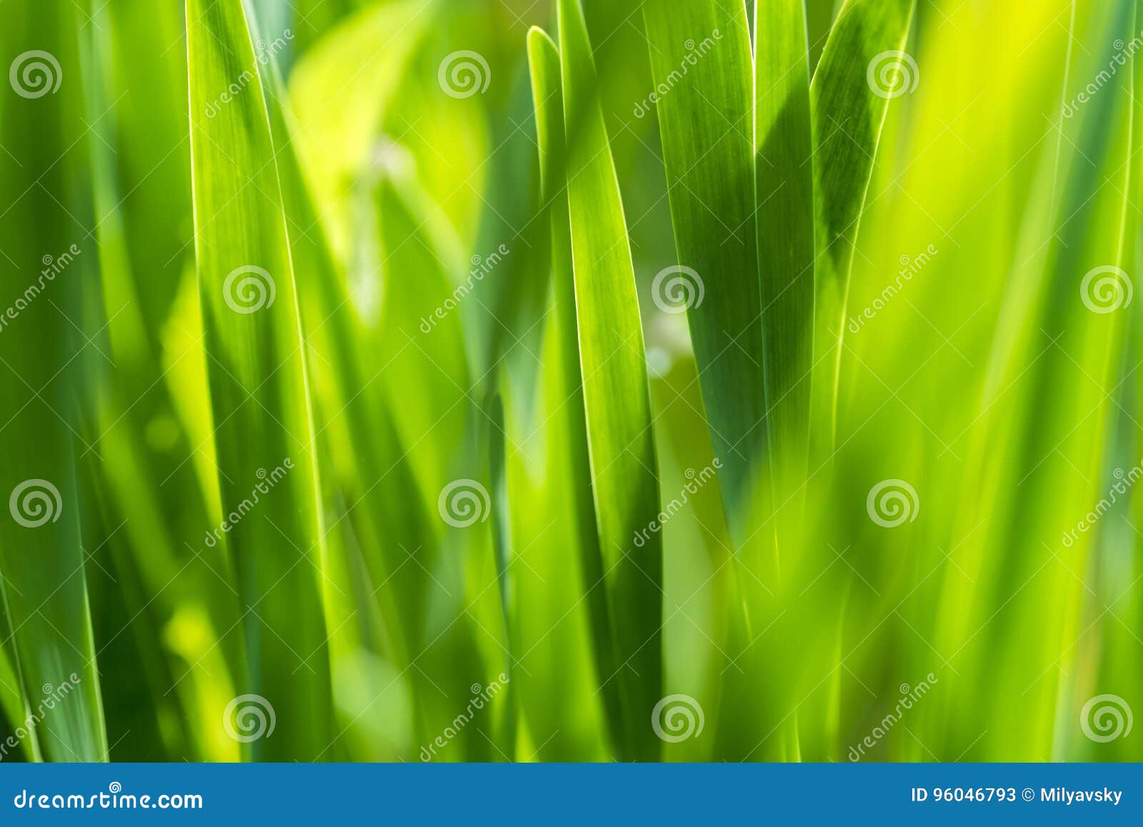 high grass, positive green