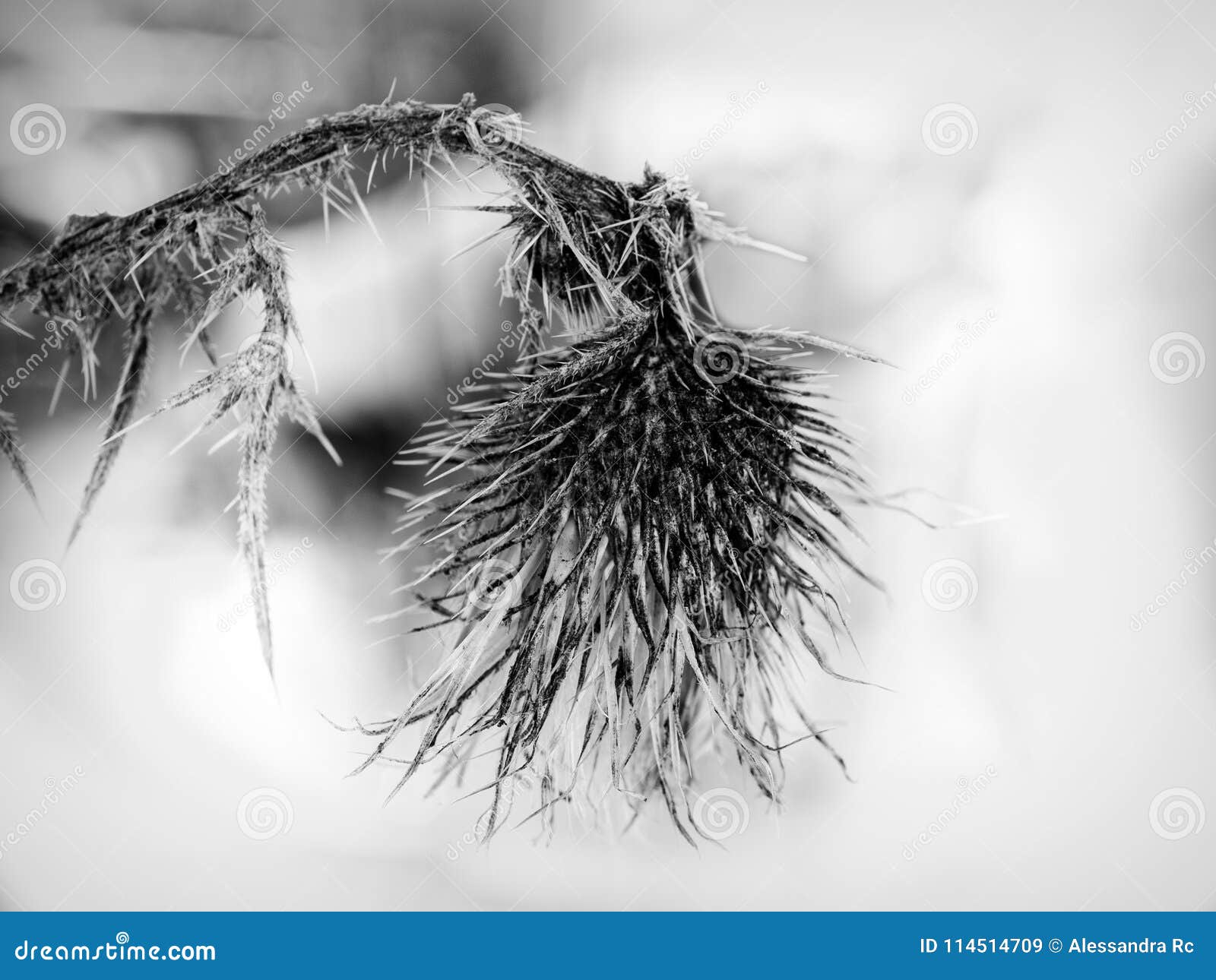 sad, dry and defeated star-thistle