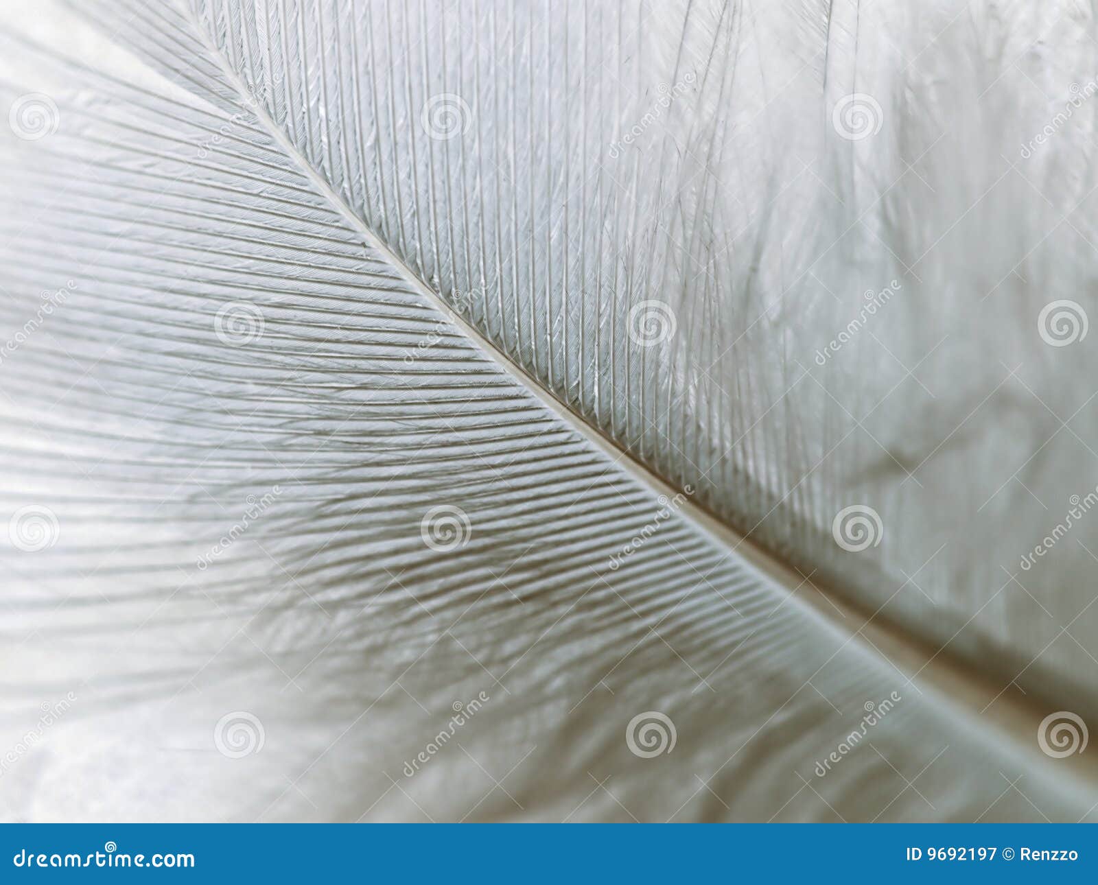 high magnification down feather