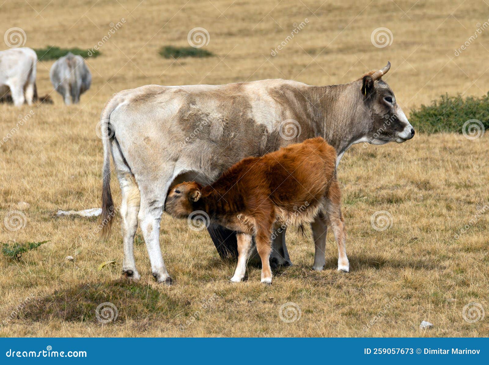 High mountain cattle stock image. Image of little, cattle 259057673