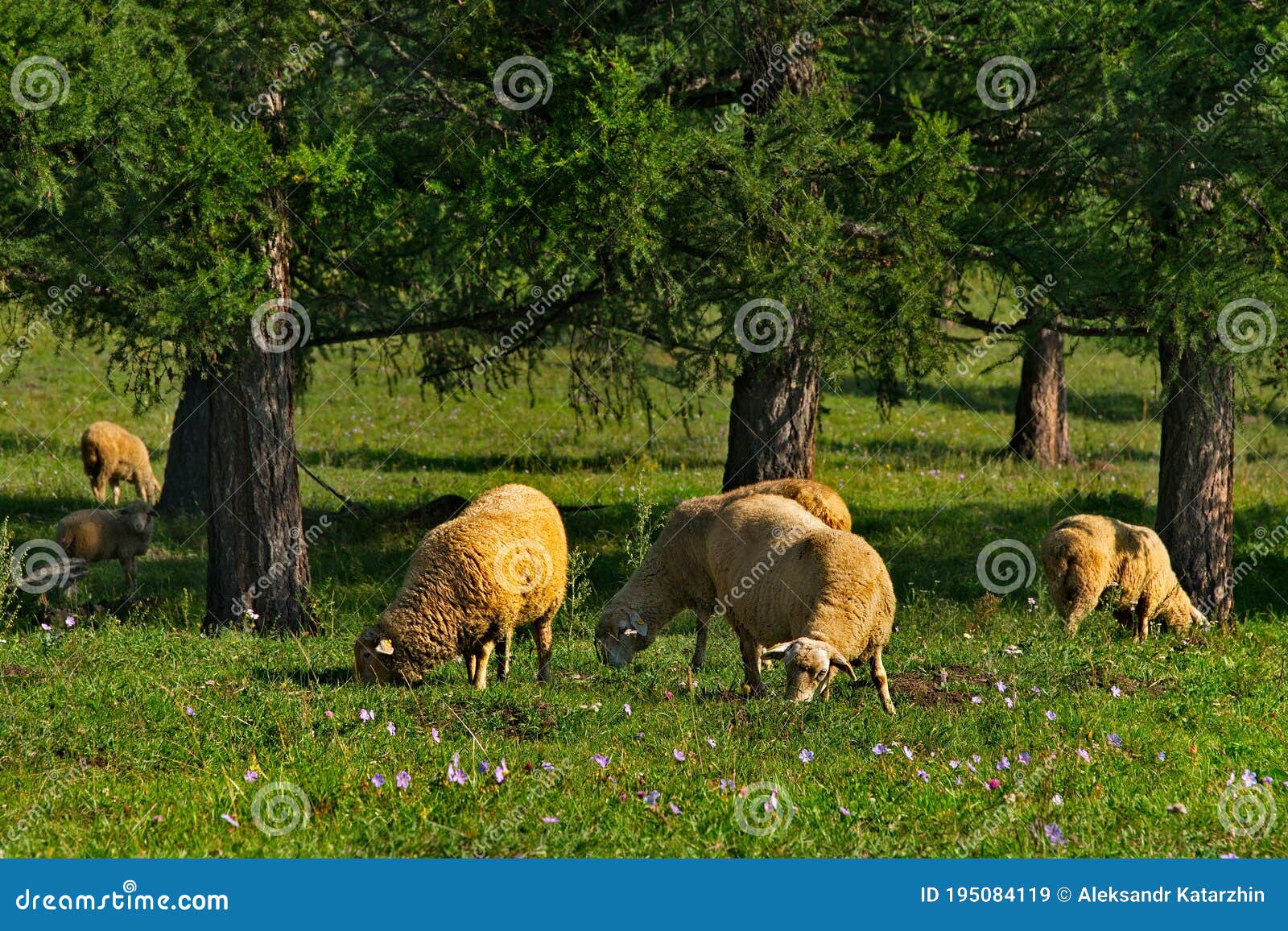 the high pastures of the altai mountains