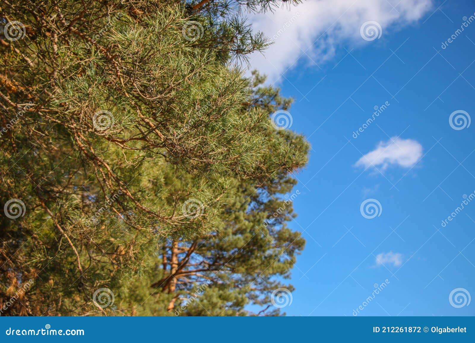 high peaks of pines against a background of blue sky and white clouds,