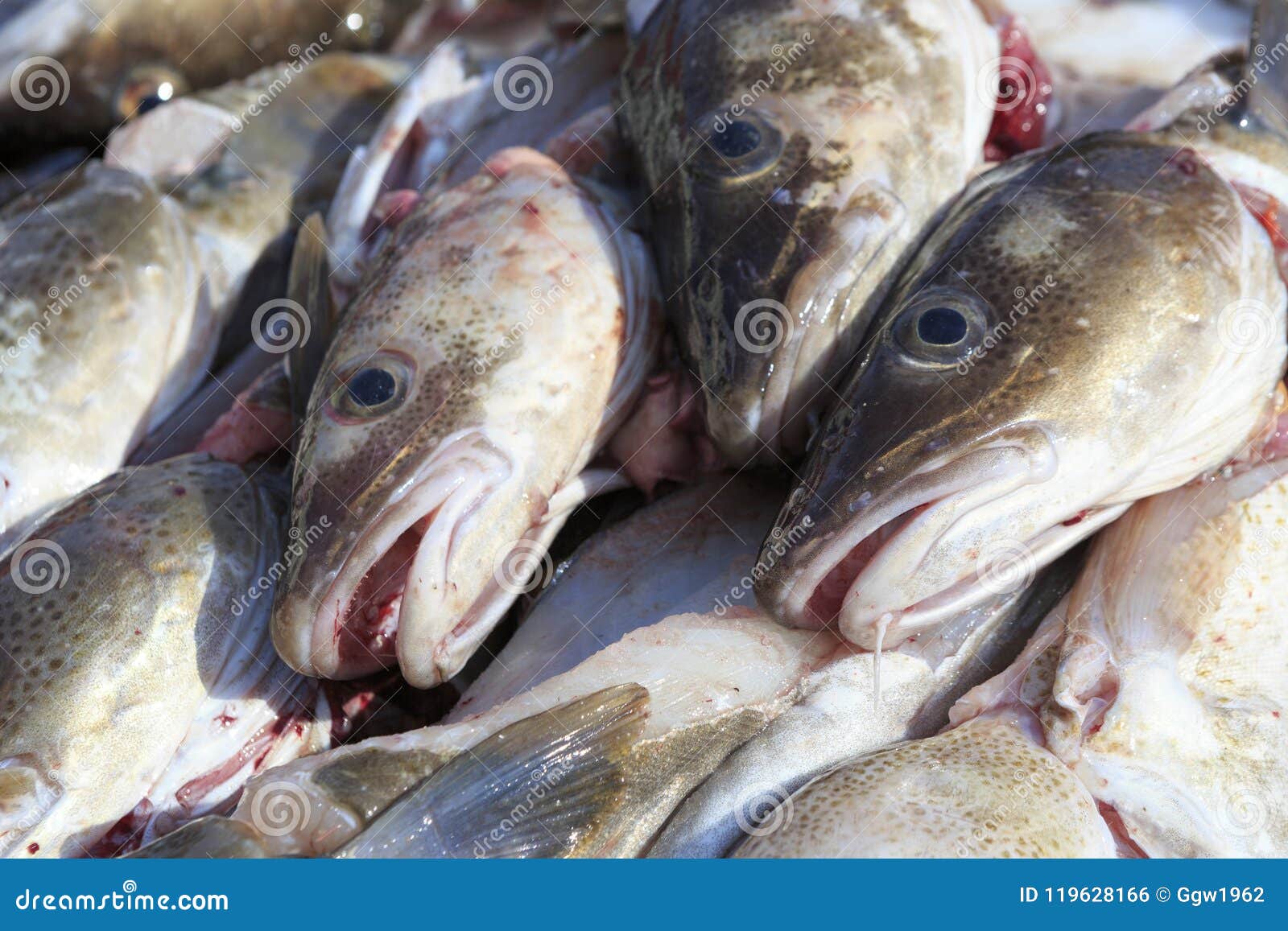 High quality cod heads stock photo. Image of heads, protein 119628166