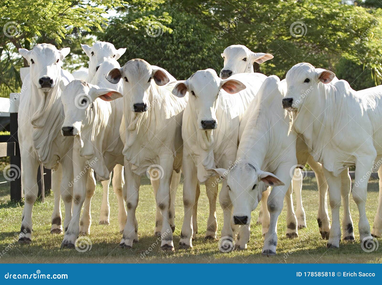 high quality nellore steers from brazilian farms