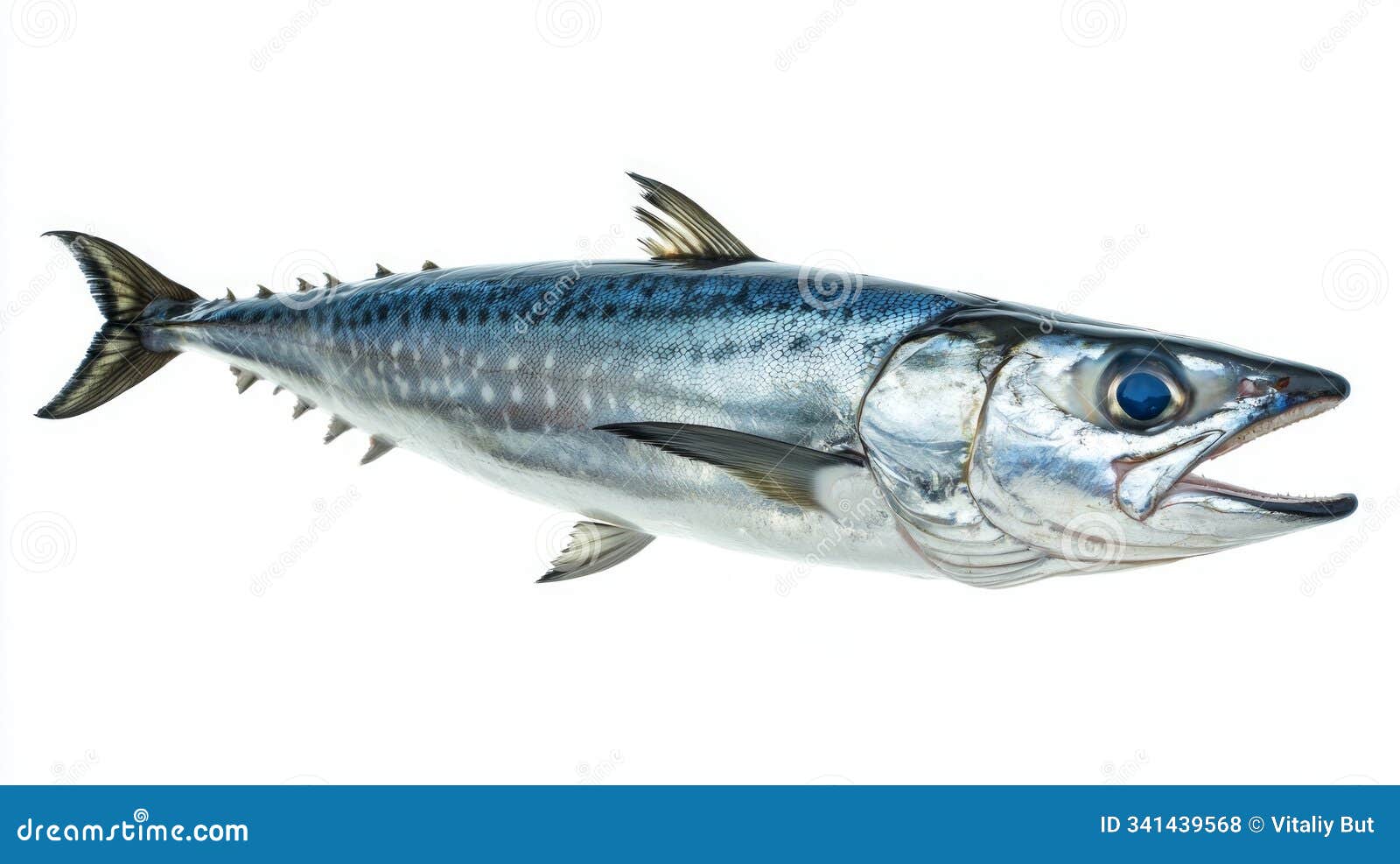 high quality representation features a king mackerel highlighting its elongated body sharp teeth and vibrant coloration
