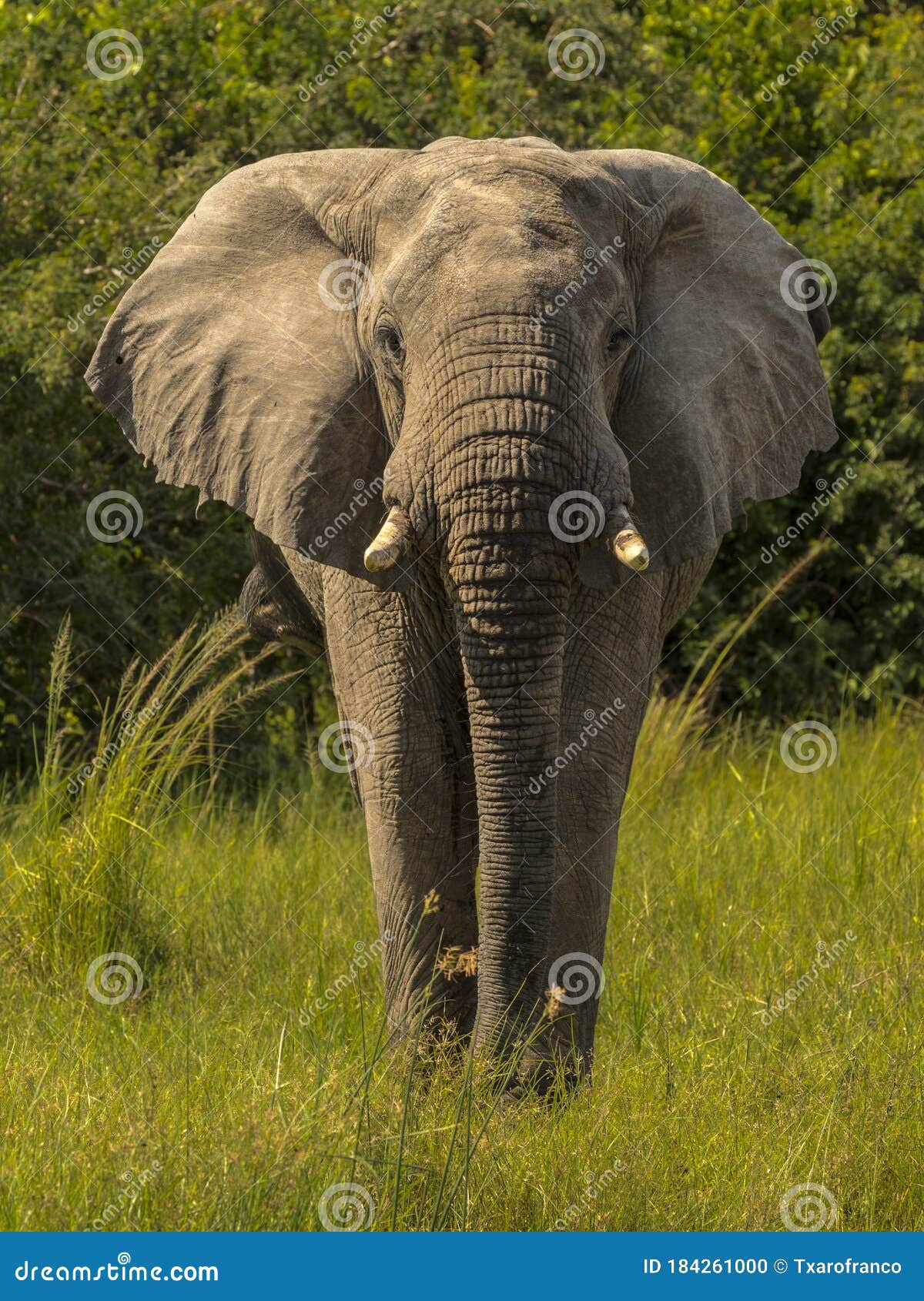 african elephant walks towards the camera