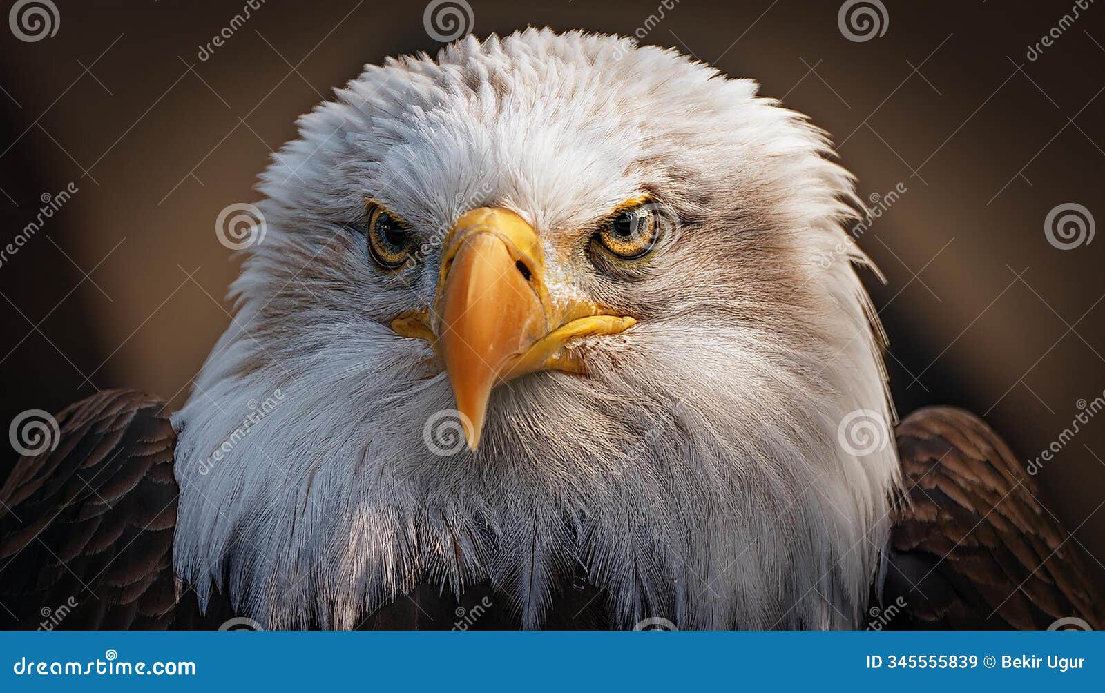 high resolution bald eagle portrait