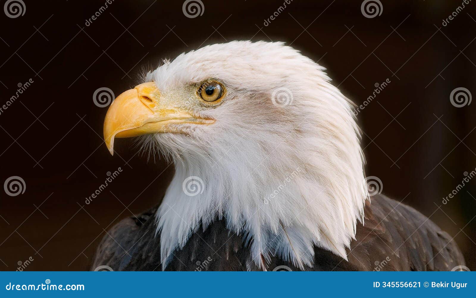 high resolution bald eagle portrait