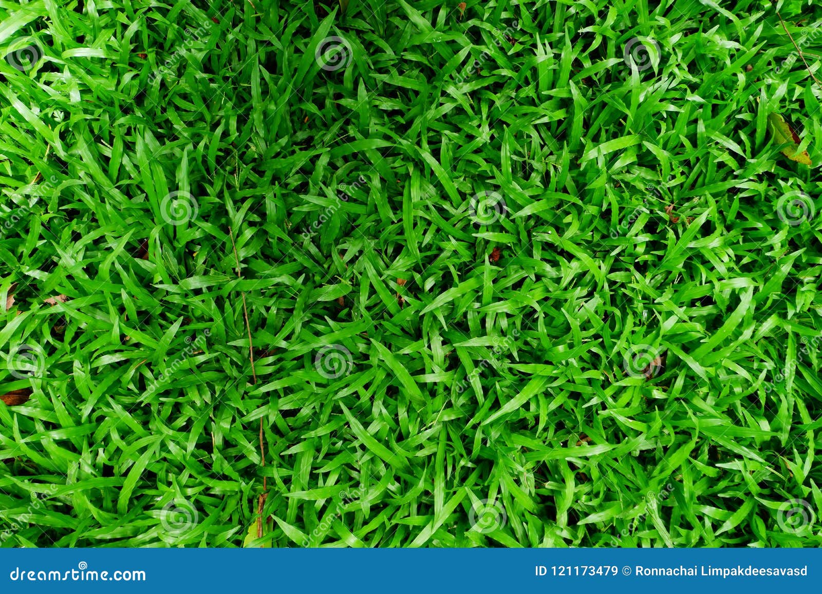 High Resolution Image of Green Grass Background Stock Image - Image of