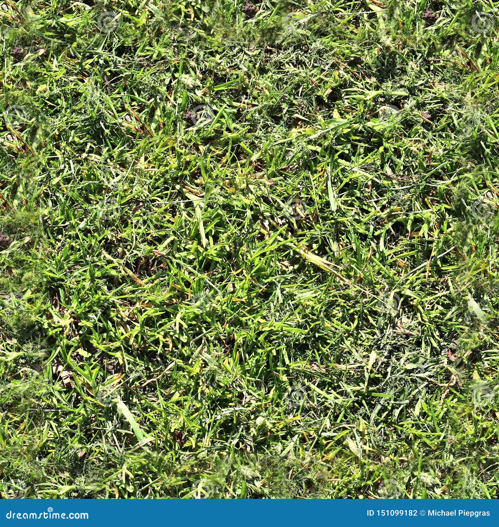 high resolution seemless texture of green grass and plants for 3d modelling with more than 6 megapixel in size