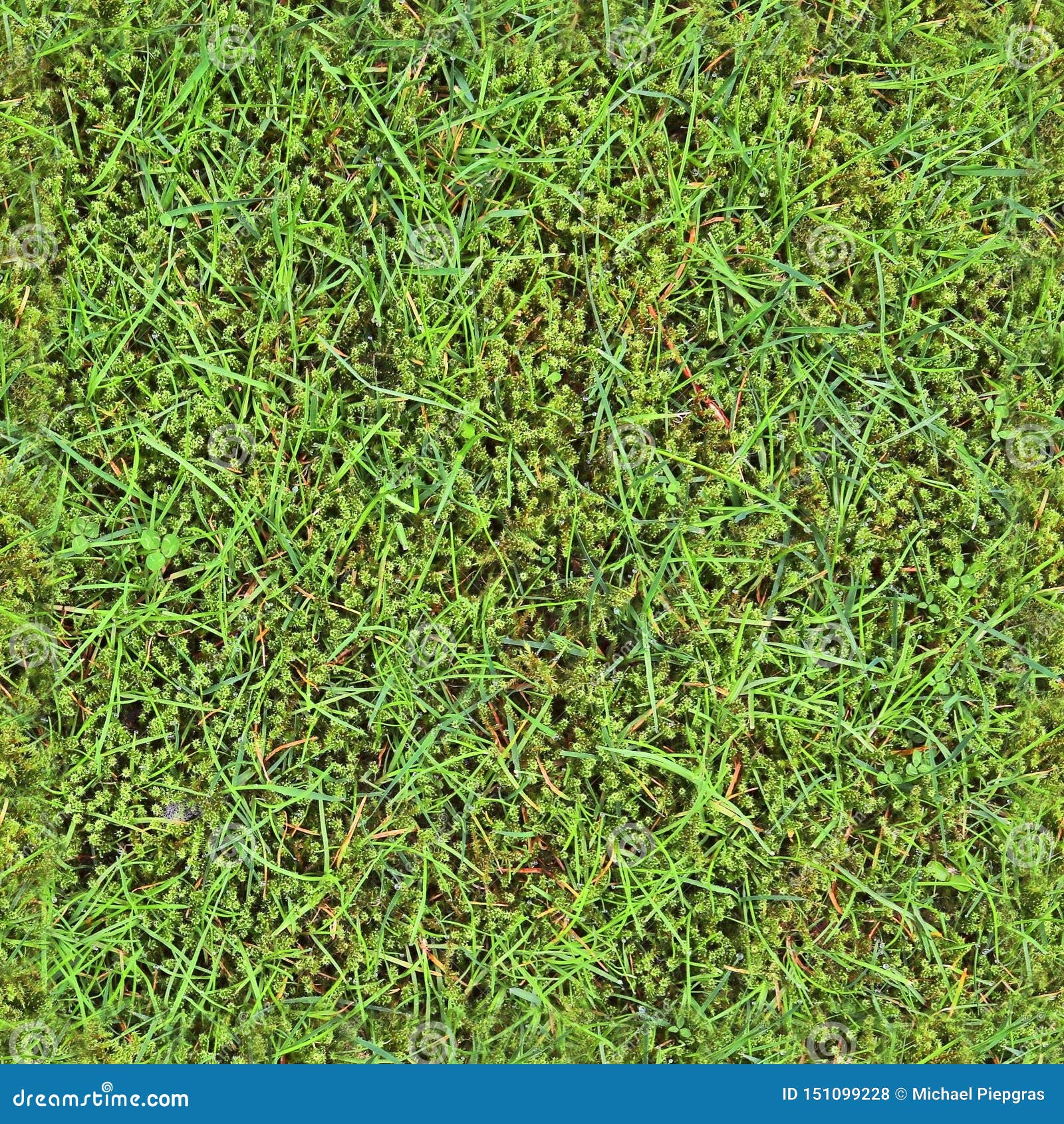 high resolution seemless texture of green grass and plants for 3d modelling with more than 6 megapixel in size