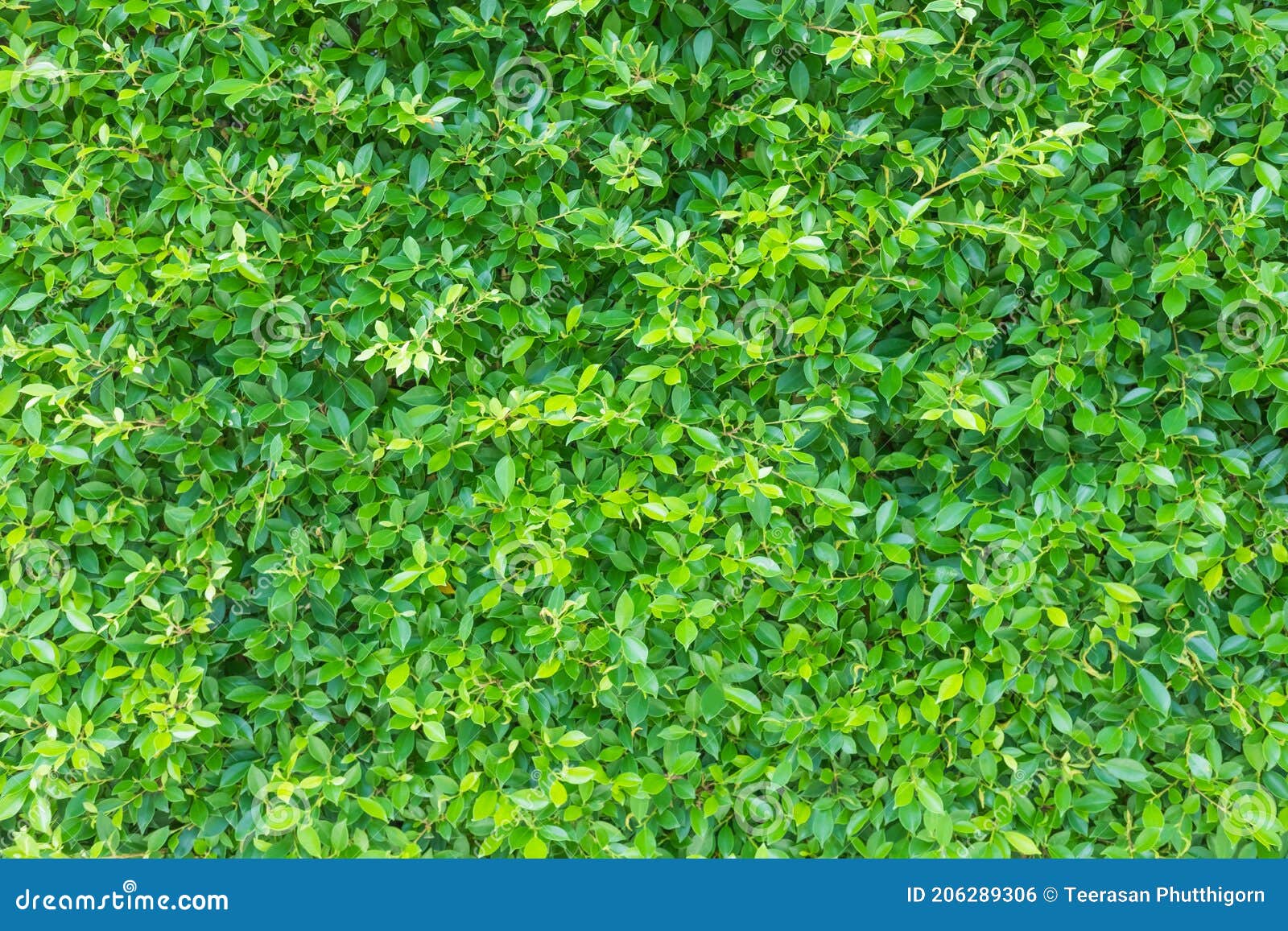 High Resolution of Small Natural Green Leaves Wall Inside Garden  Decoration. Ideal for Background or Wallpaper with Empty Area for Stock  Photo - Image of abstract, copy: 206289306