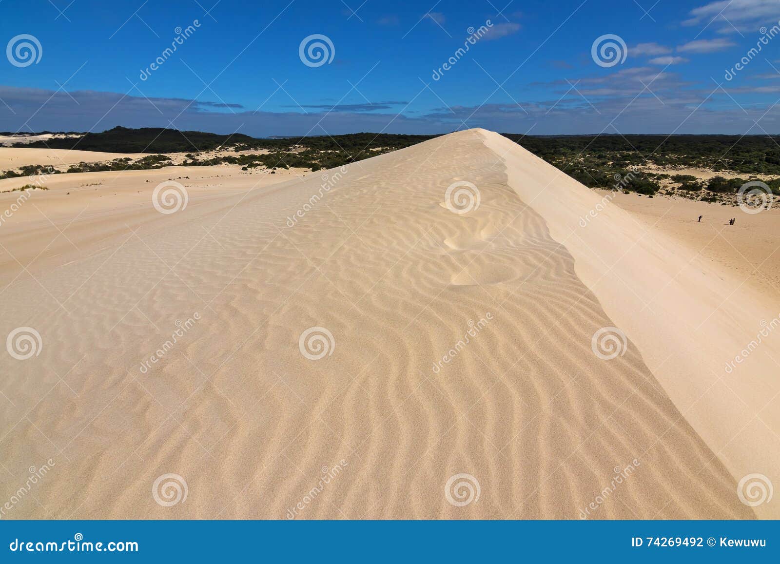 high-sand-hill-ridge-blue-sky-little-sahara-white-sand-d-dune-system-kangaroo-island-south-australia-74269492.jpg