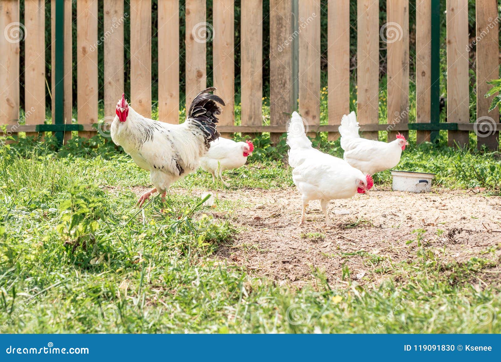 High-sex White Chicken Walking in a Yard Stock Photo pic