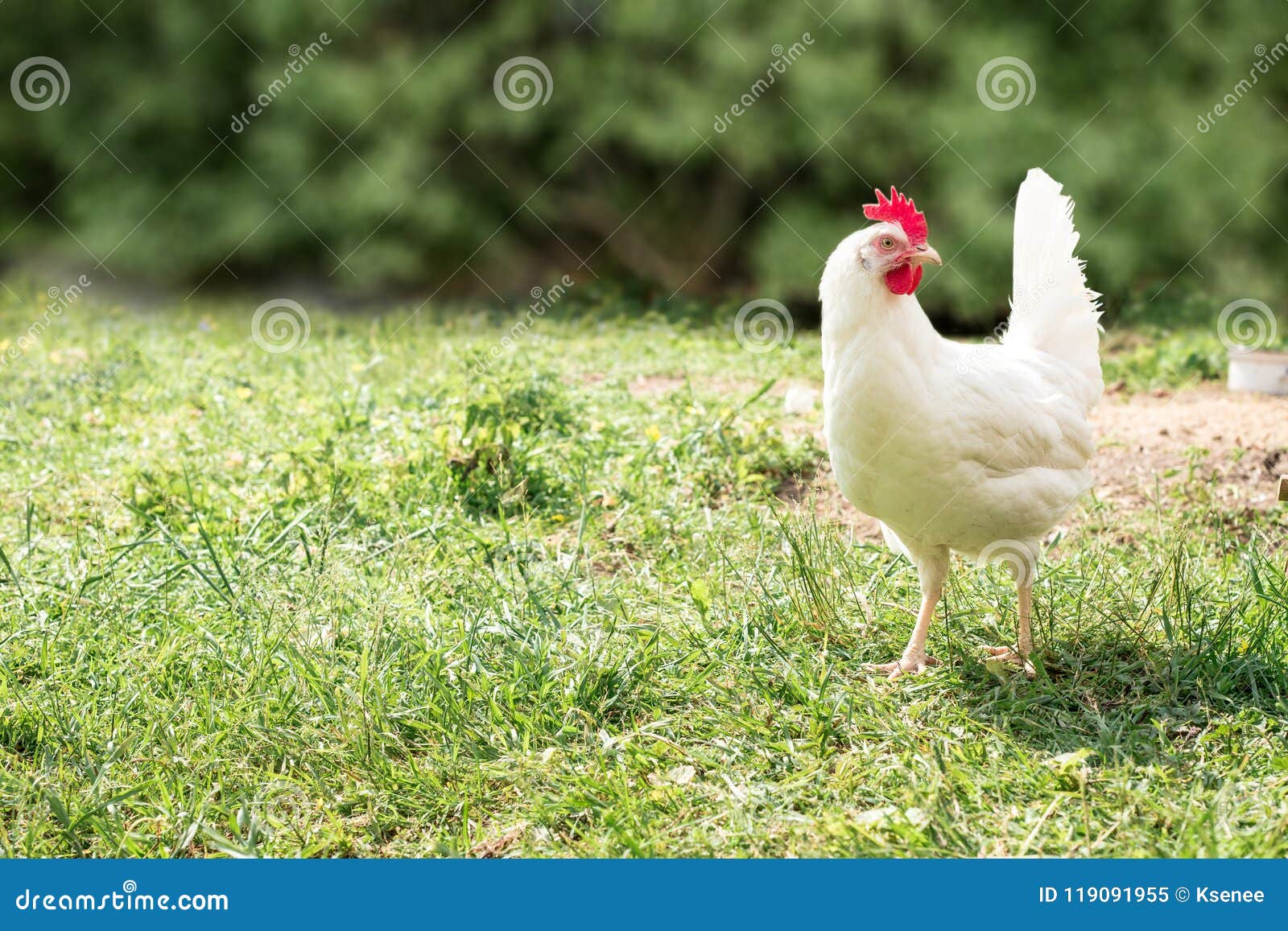 High-sex White Chicken Walking in a Yard Stock Image photo