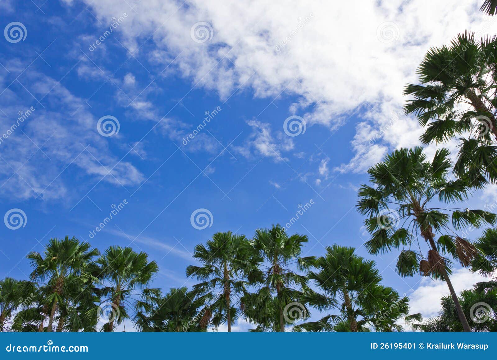 High Trees Stock Image 26195401