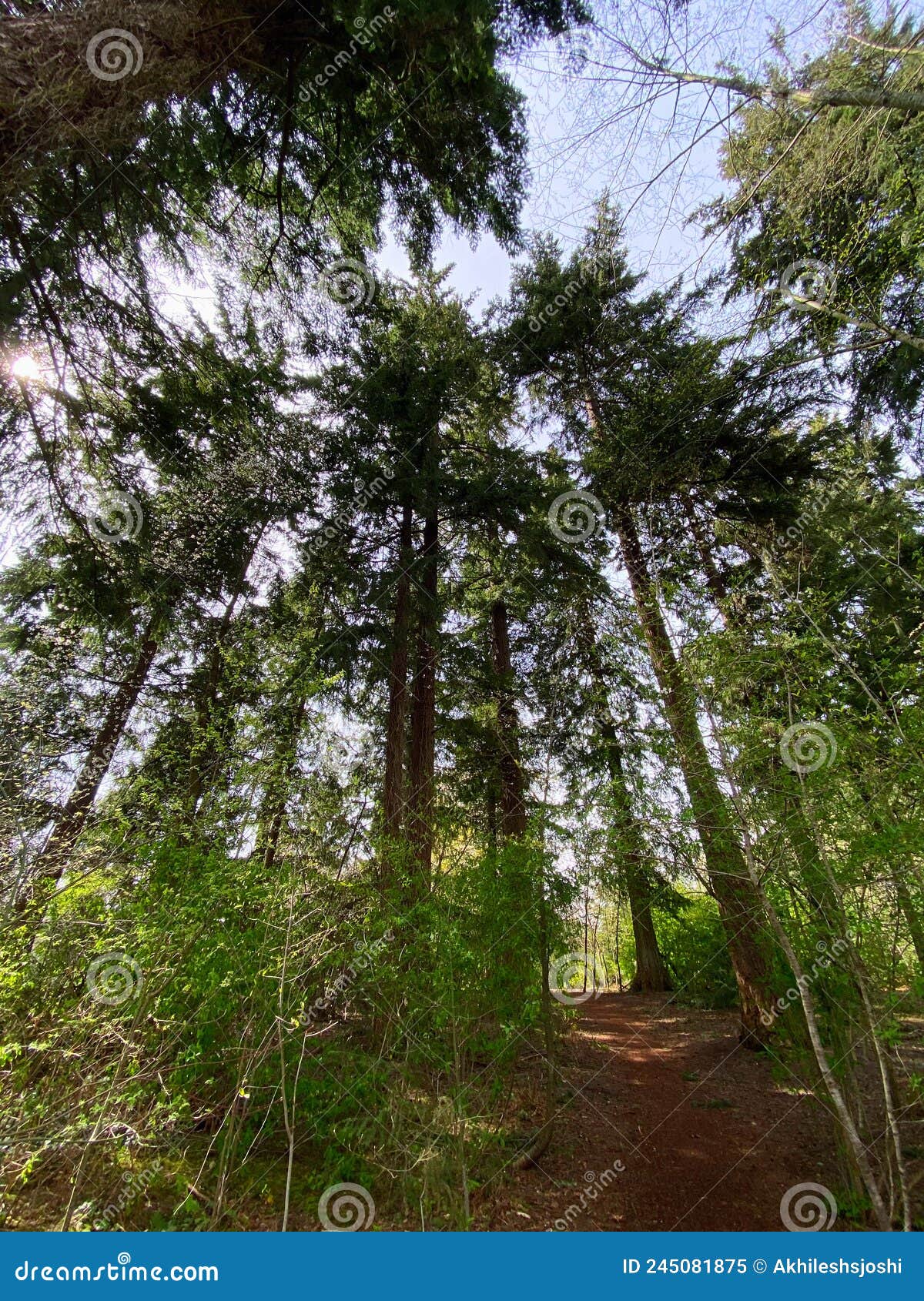 high trees, forests, trails are the identity of healthy enviromnment