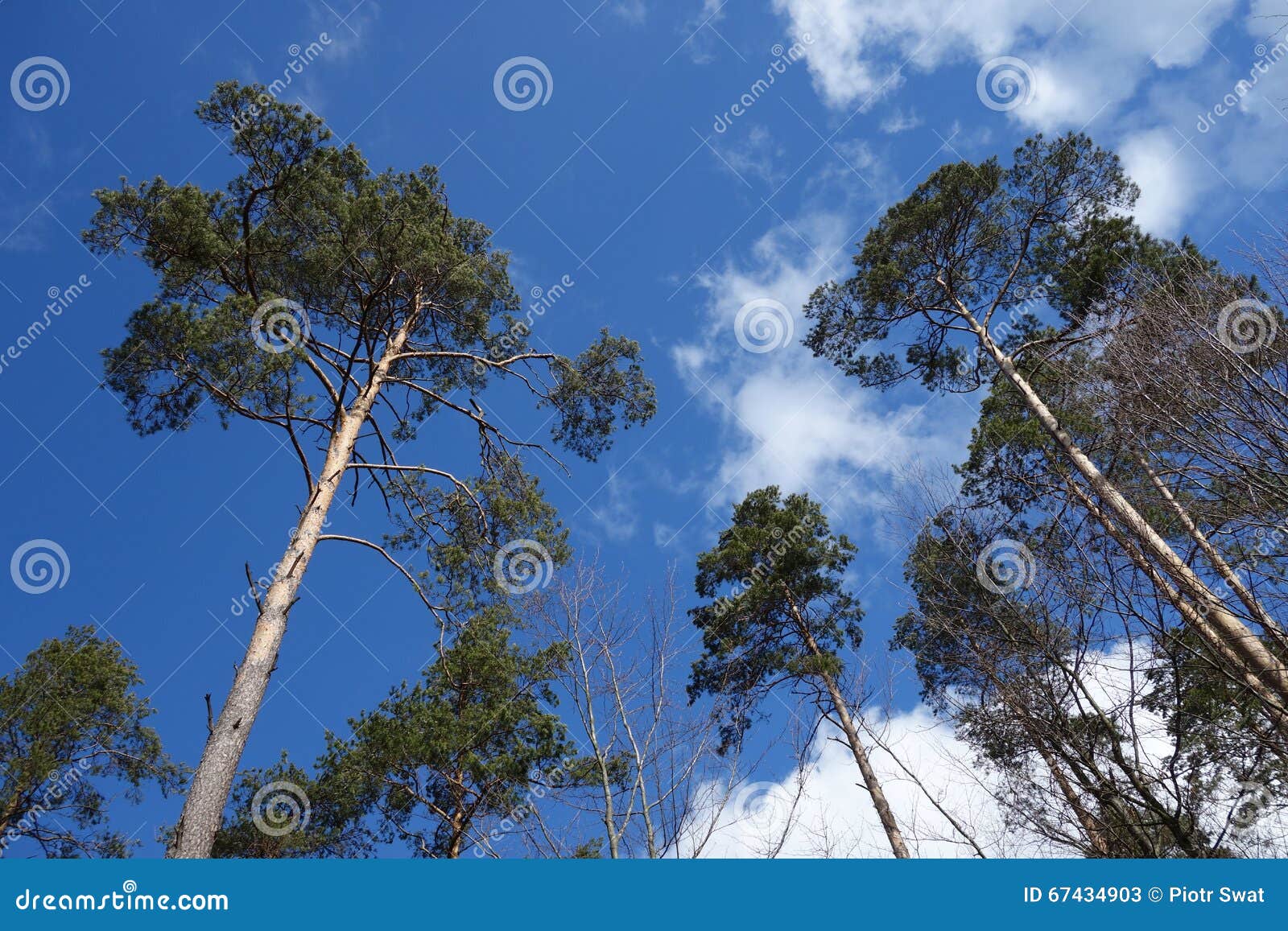 High trees and sky stock image. Image of pine, background 67434903