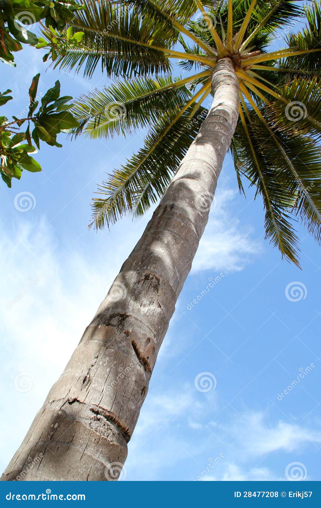 A High Tropical Palm Tree in Perspective Stock Photo - Image of healthy ...