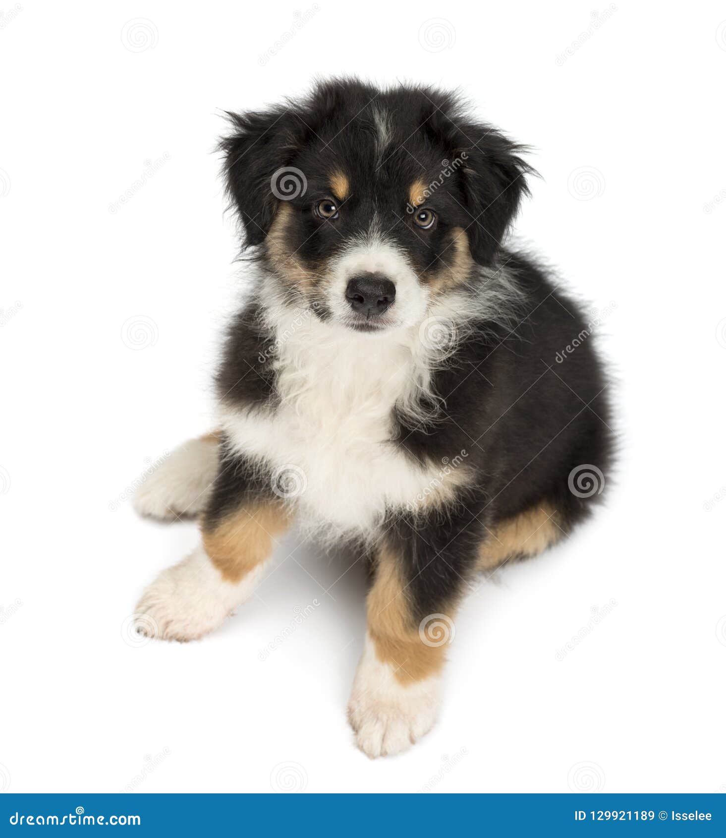 High View of an Australian Shepherd Puppy, 2 Months Old Stock Image ...