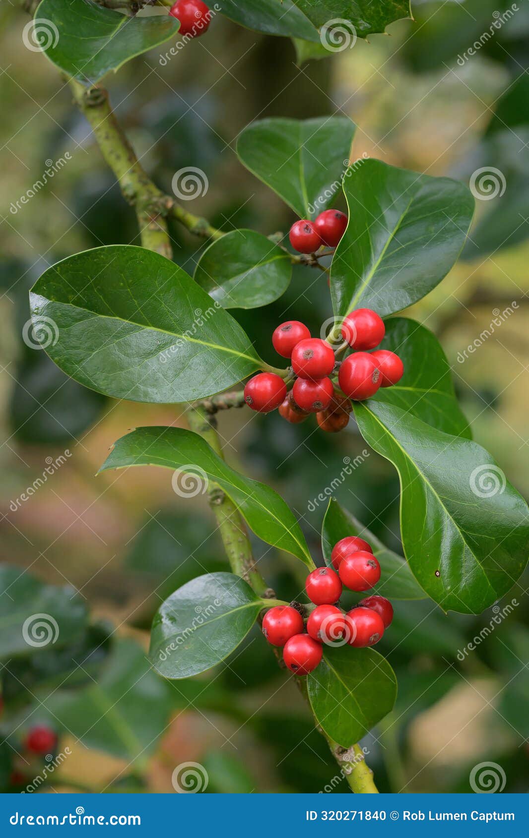 highclere holly ilex altaclerensis wilsonii, dark green leaves and red berries