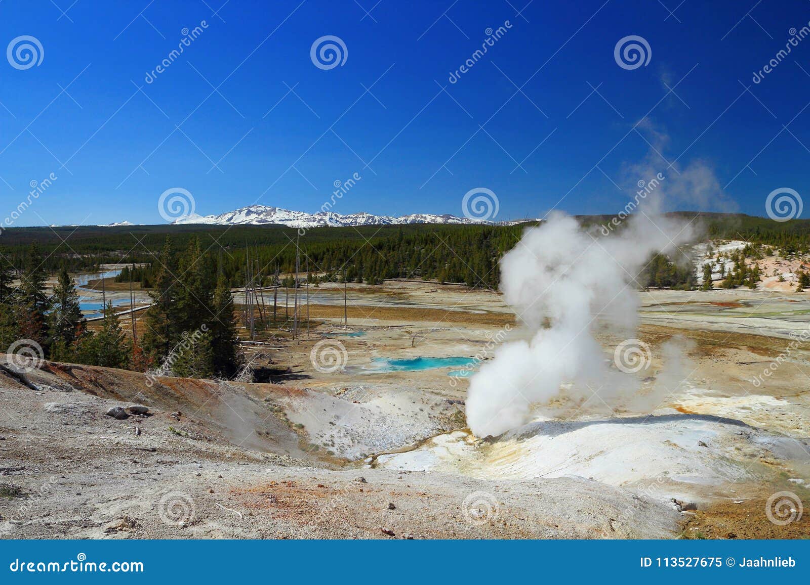 norris geyser basin, yellowstone national park, geothermal landscape at black growler vent, wyoming, usa