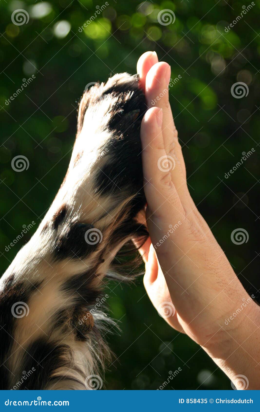 Highfive stock Image of love, hand, animal -