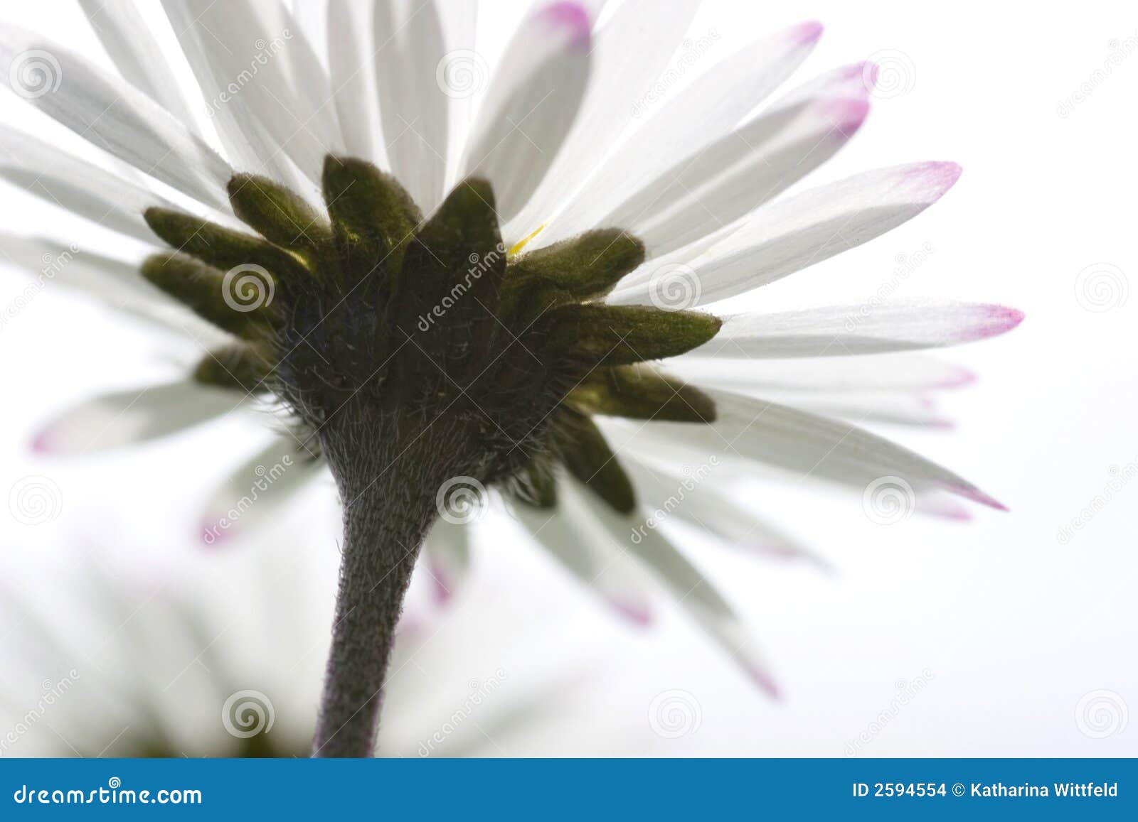 it was daisy it was keykey it was daisy it was keykey