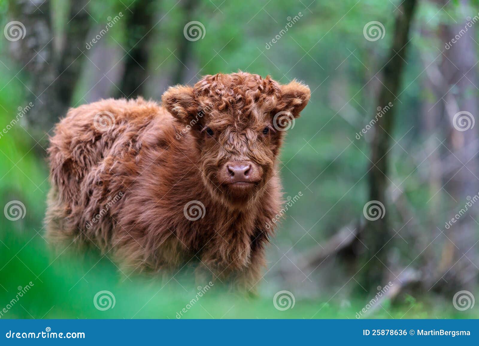 highland calf at the veluwe in the netherlands