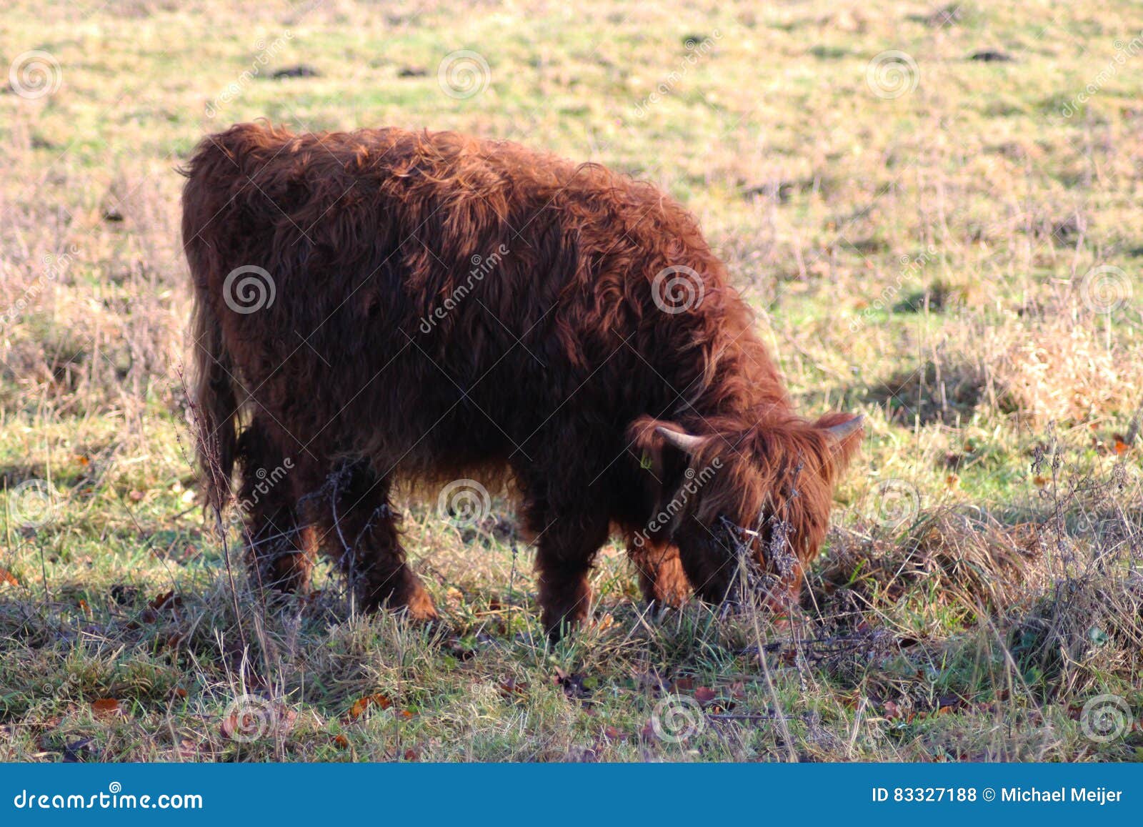 highland calf highland calf