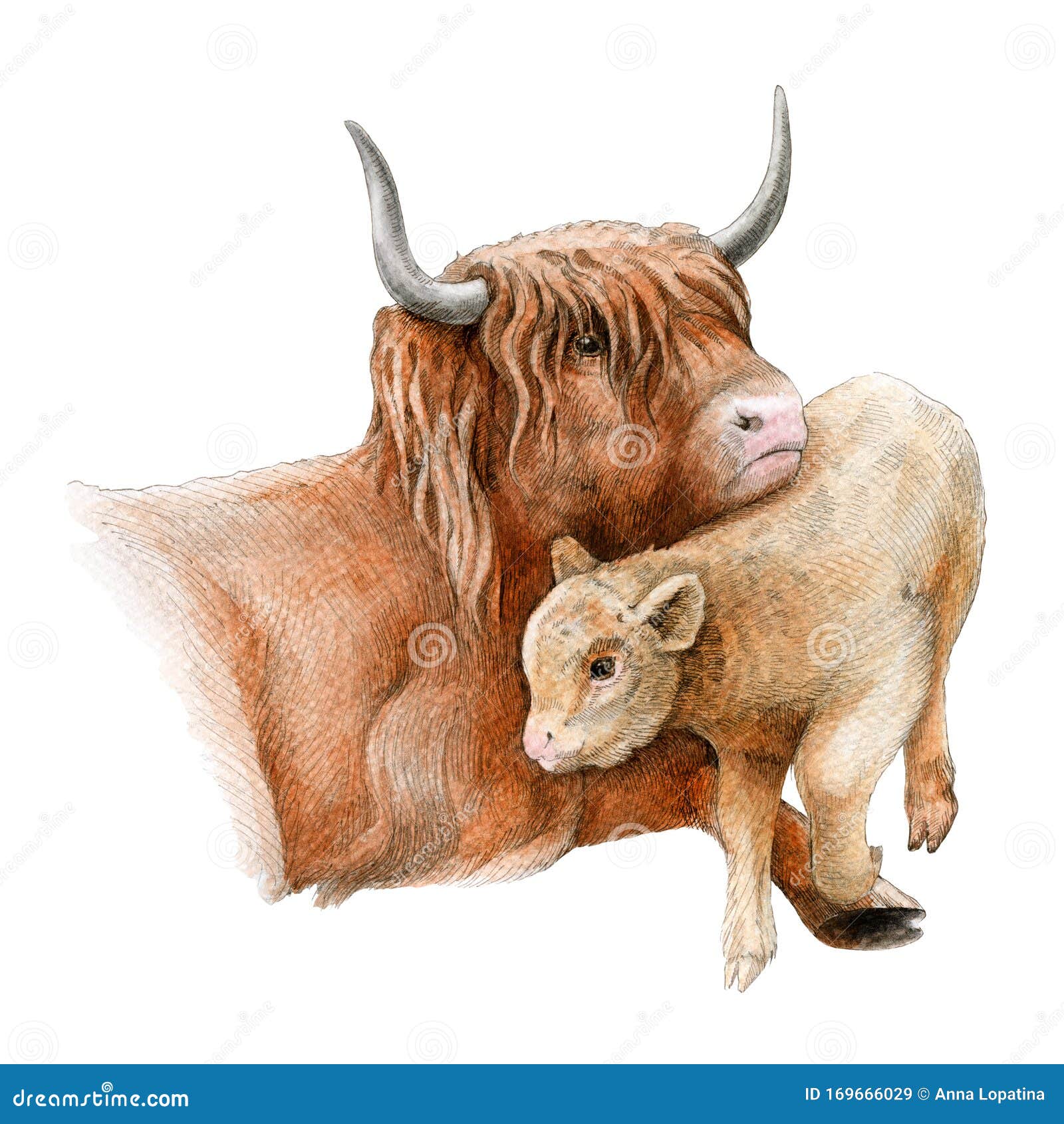 Download Highland Cattle Cow With A Baby Calf Watercolor Image ...