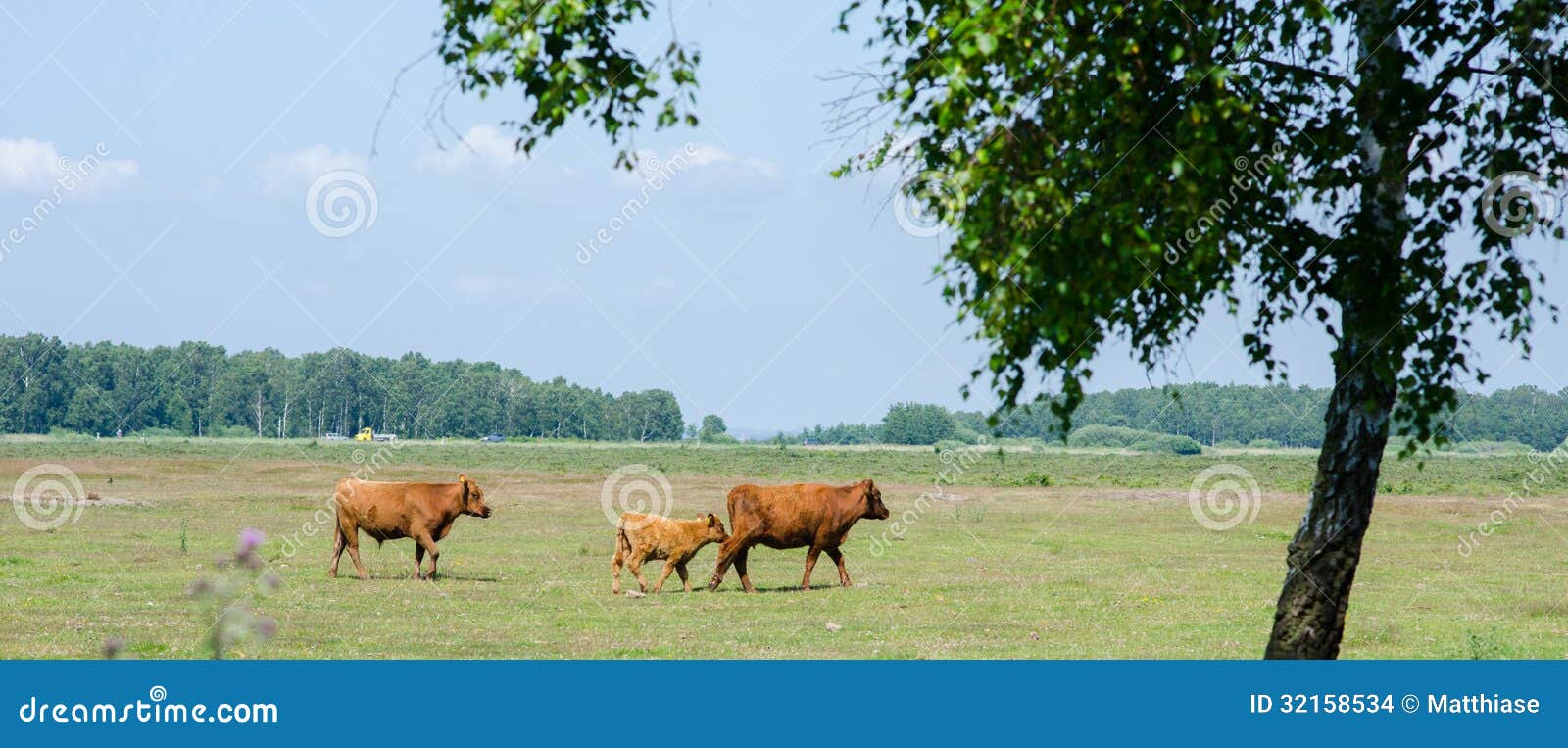 are scottish highland cattle friendly are scottish highland cattle friendly