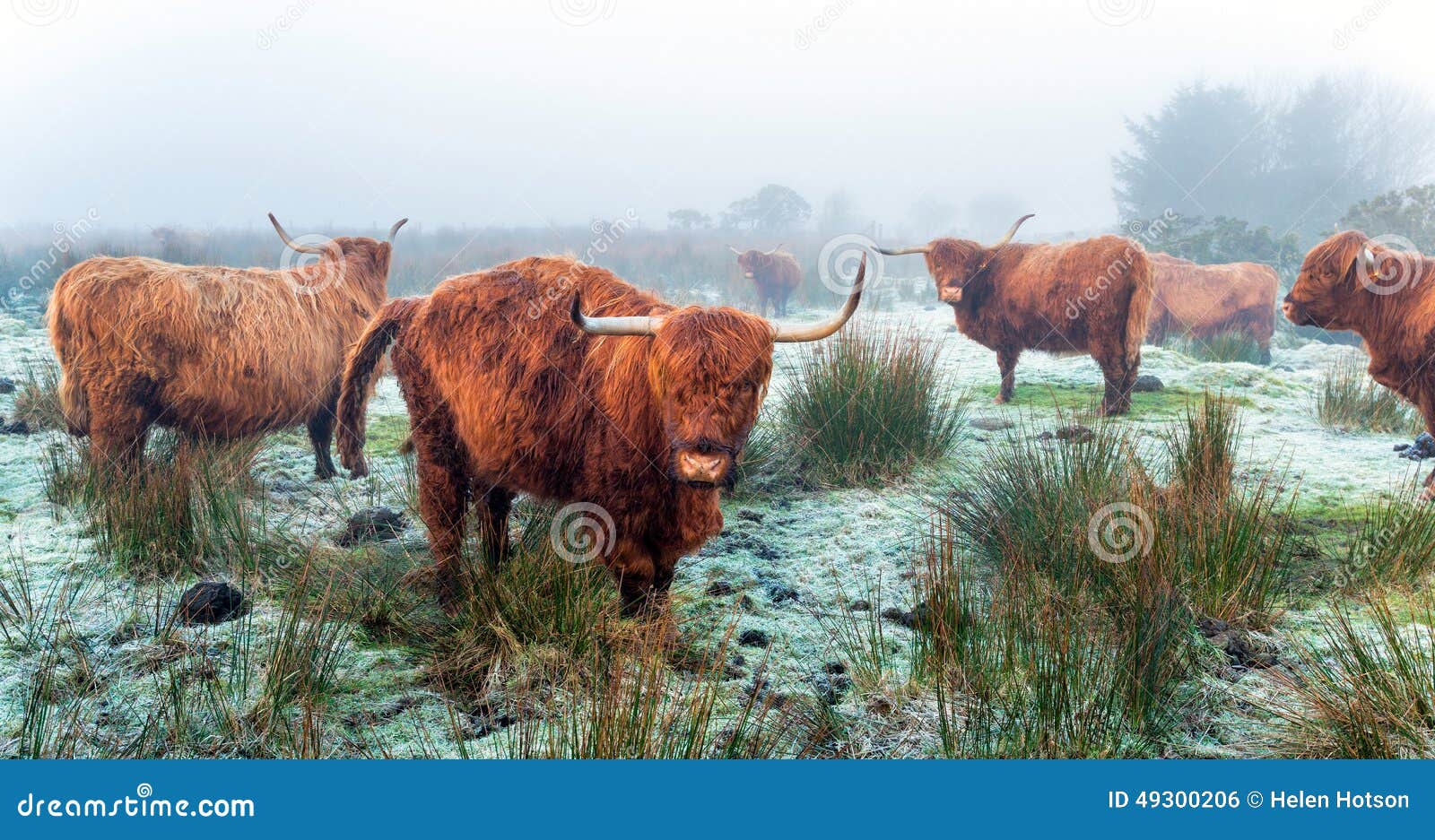 Highland Cattle stock photo. Image of frost, grassy, highland - 49300206