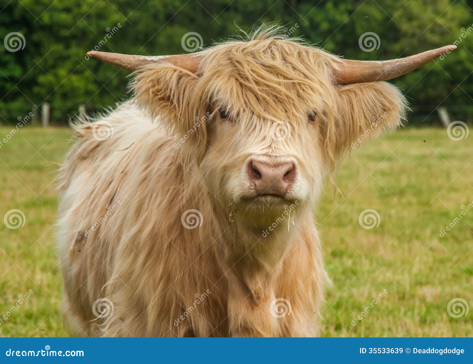 1,142 Highland Longhorn Stock Photos - Free & Royalty-Free Stock Photos  from Dreamstime