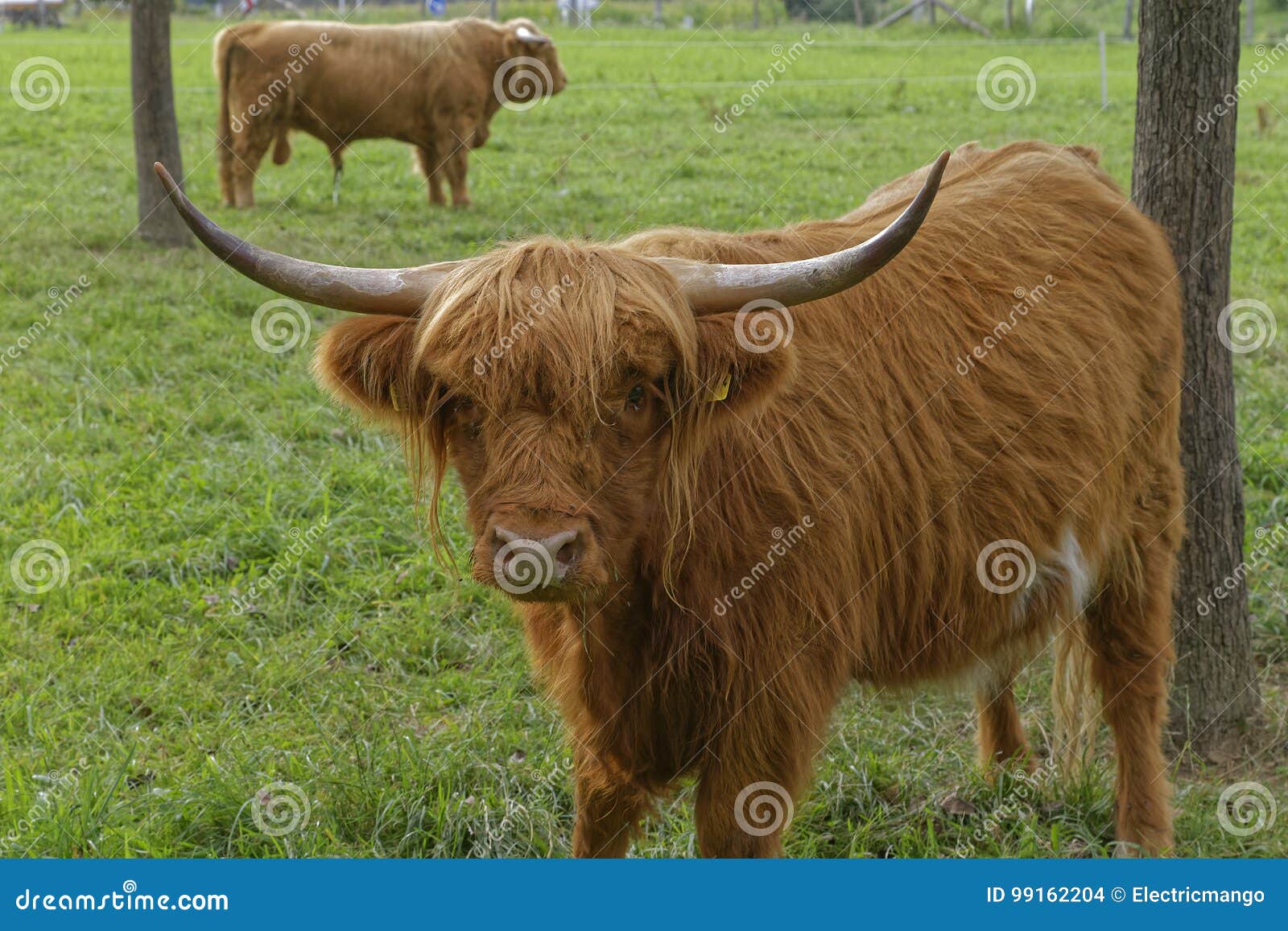 Highland cattle stock photo. Image of farm, resting, goat 99162204