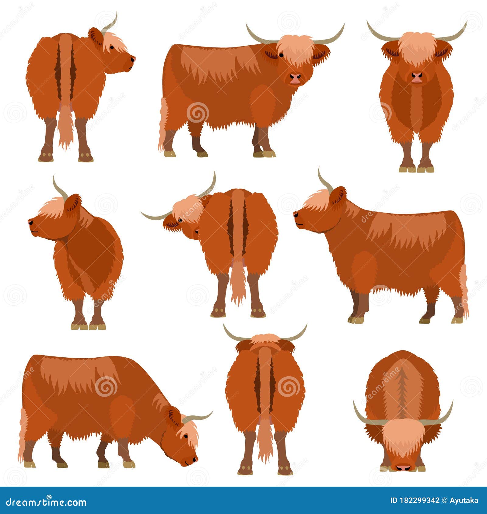 highland cattle various pose set