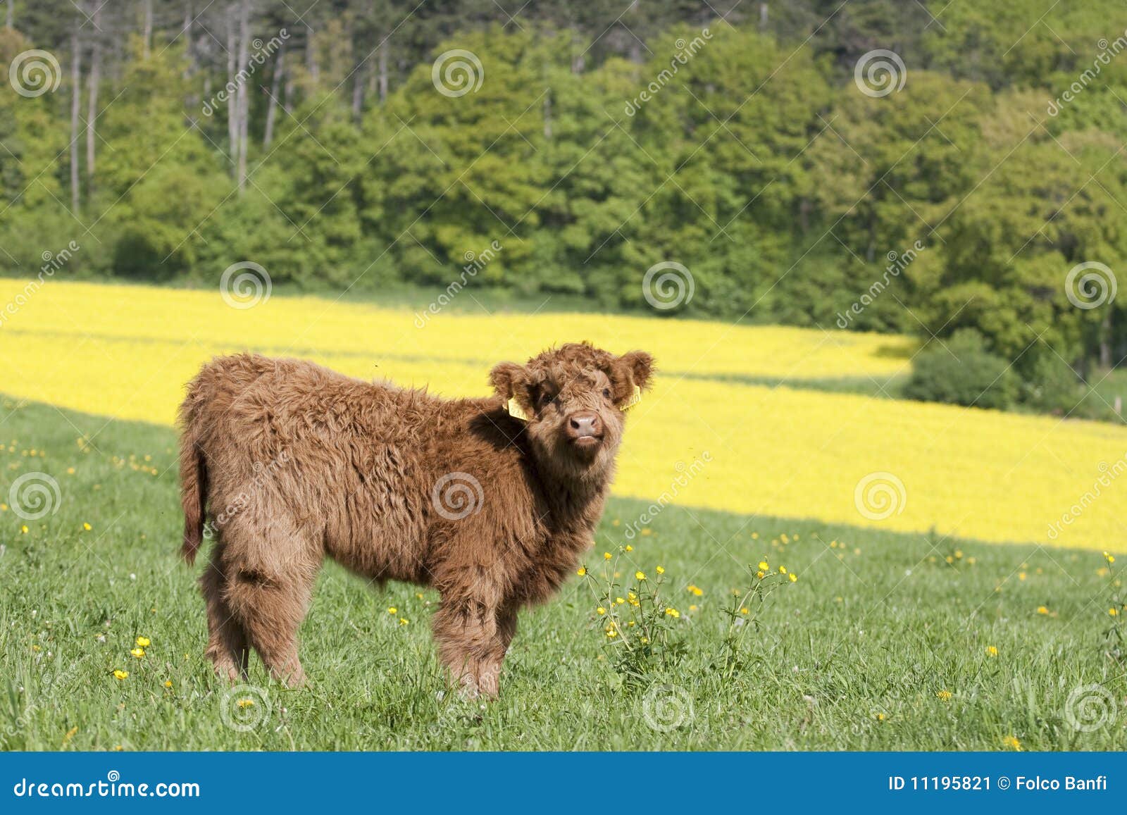 Highland Cattle Veal in the Spring Stock Image Image of cattle, male