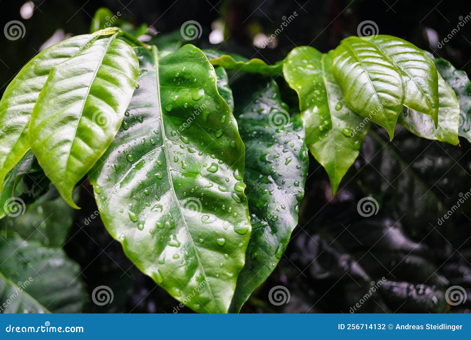 coffea arabica plant