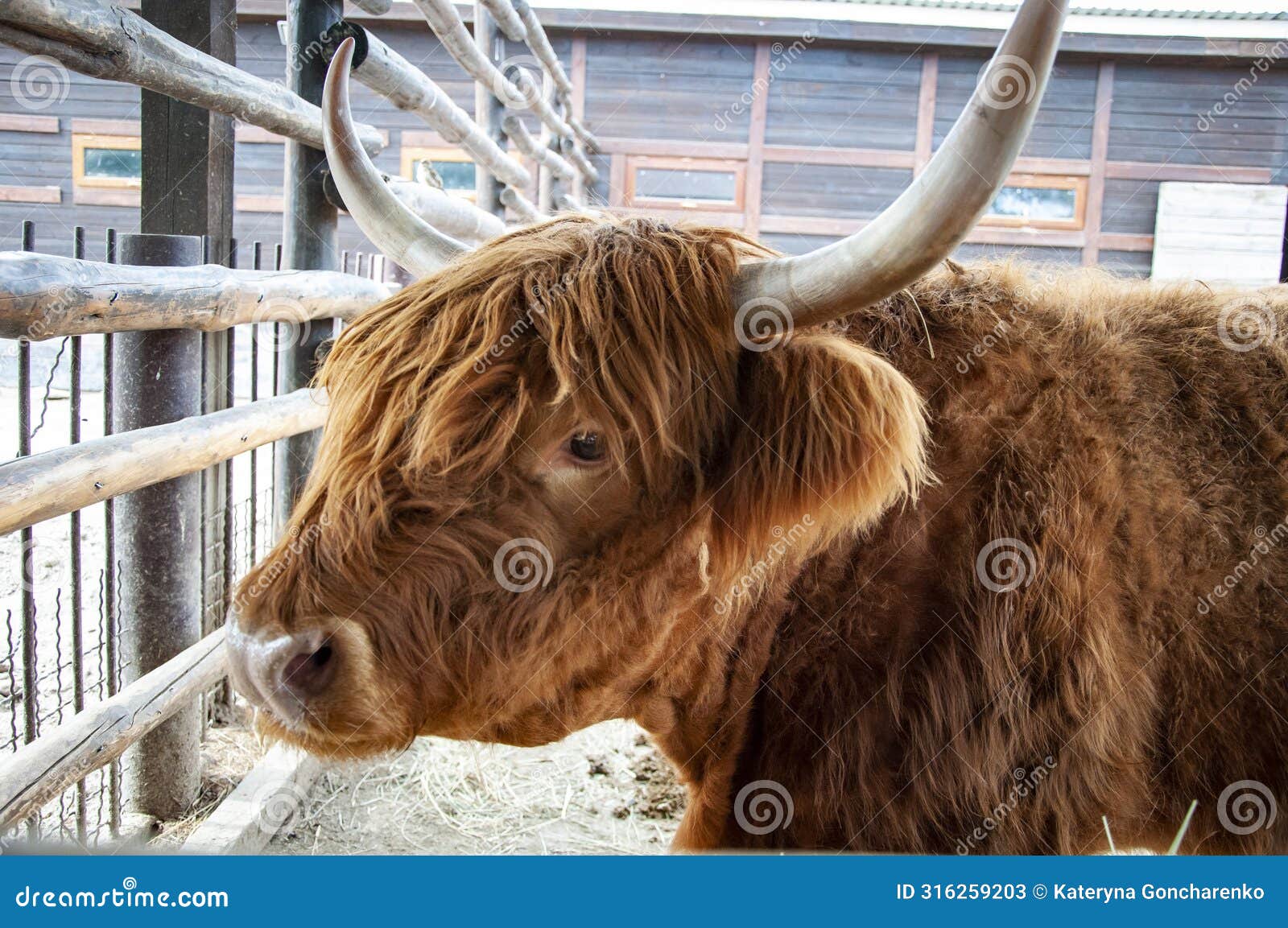 highland cow bull. wild animal and wildlife. animal in zoo. highland cow bull in zoo park. wildlife and fauna. zoology