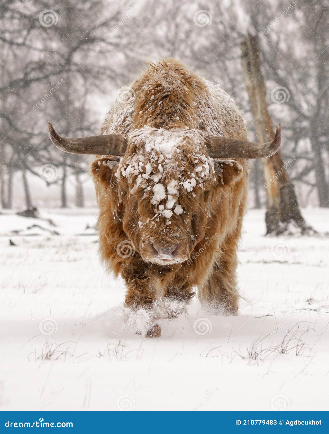 highland cow cattle bos taurus taurus covered with snow and ice. deelerwoud in the netherlands. scottish highlanders